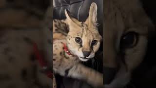 Serval meowing ❤️ Meow sounds cat serval  Savannah ❤️ asmr asmr meow [upl. by Damien10]