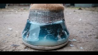 How to shoe a horse using resin  Amazingly satisfying [upl. by Notnats]