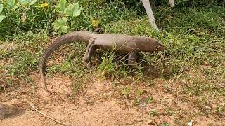 Bengal monitor  ಉಡ  Lizard [upl. by Tenney]