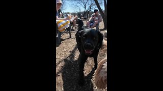 The Best Dog Park Youve Never Heard Of [upl. by Bumgardner]