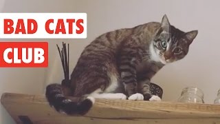 Bad Cats Club  Funny Cat Video Compilation 2020 [upl. by Silsby]