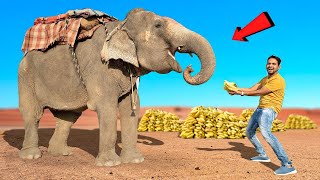 1 हाथी कितने केले खायेगा 🤔 1 Elephant  How Much Bananas [upl. by Beatrisa]