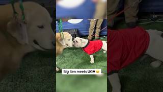 Ben Herbstreit meets UGA [upl. by Annavoig]