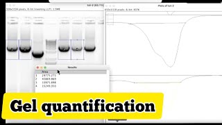 How to quantify gel bands in imageJ  common quantification mistake [upl. by Hudgens427]