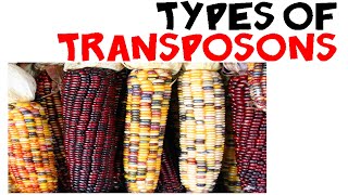 Types of transposons [upl. by Akahs]