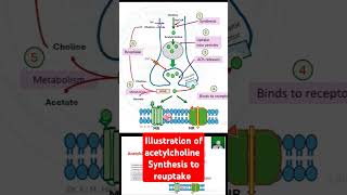 Illustration of acetylcholine From synthesis to reuptake [upl. by Suravaj]