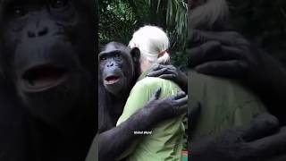 This chimpanzee melt your heart 💕 [upl. by Dlorrej]