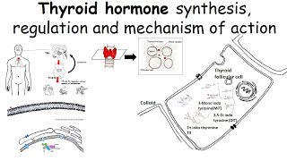 Thyroid hormone synthesis regulation and mechanism of action [upl. by Mcclary202]