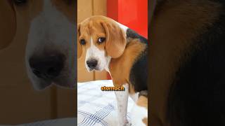 Best dog foods for Beagles [upl. by Redna]