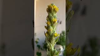 Huge Mullein [upl. by Okramed]