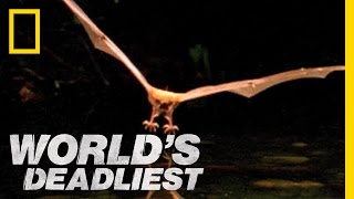 Fishing Bats  Worlds Deadliest [upl. by Carlita]