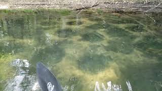 A Cluster Of Sunfish quotBowersquot At Prettyboy Reservoir [upl. by Dunton496]