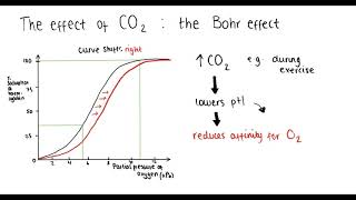 Haemoglobin oxygen dissociation curve Bohr effect adaptations  A Level Biology [upl. by Haldi]