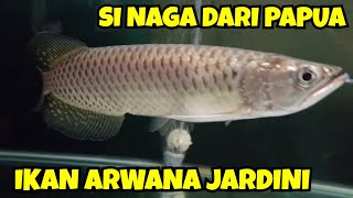 IKAN ARWANA JARDINI CIRICIRI DAN HARGANYA [upl. by Mikah]