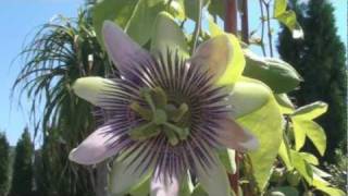 Passiflora Video Passiflora Incense Passiflora Quadrangularis HD [upl. by Owades]