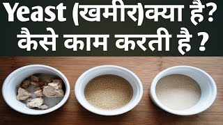 खमीरYeast क्या हैक्या काम करती हैHow Yeast Work in Baking [upl. by Ahseikram]