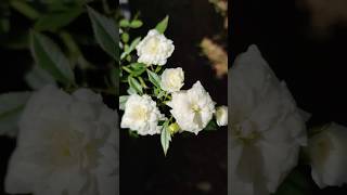 White kammal rosegardeningytshortsgardenrosefeedshortsnature [upl. by Elreath899]