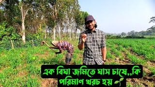 আলহামদুলিল্লাহঘাস এতো ভালো হয় কেনো আমাদেরশুনুন মামার মুখে 🌱 [upl. by Agon]