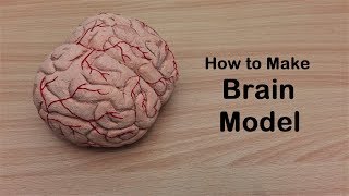 How to make Brain Cerebrum Model  3d thermocolStyrofoam Carving [upl. by Aissat324]