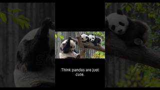 The Secret Life of Pandas 🐼shorts shortvideo [upl. by Sumer]