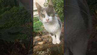 animal félin cat chat cute water exterior Chat 🐱 🐈 en extérieur [upl. by Adran122]