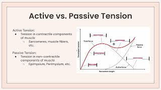 Length Tension Relationship Notes [upl. by Atinihs]