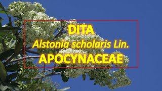 DitaTaparak Alstonia scholaris  Apocynaceae  Trees for Urban Spaces  Philippine Native Trees [upl. by Christoper]