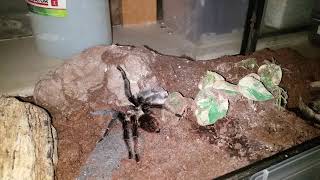 Tarantula breedingmating  Brachypelma Albopilosum original hobbyform Mating [upl. by Nanine333]