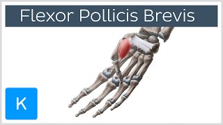 Flexor Pollicis Brevis Muscle  Origins amp Function  Human Anatomy  Kenhub [upl. by Trevlac]