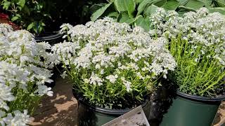 Iberis Snowsation Candytuft  SWEET Early and EASY Low Growing Carpets of Perennial COLOR [upl. by Loginov]