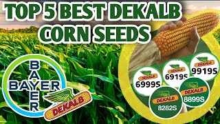 TOP 5 BEST DEKALB CORN SEEDS  Vlog19 [upl. by Esaele92]