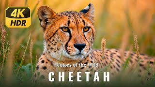 Wild Cheetah in 4K ULTRA UHD 🐆 African Wild Animals and Soft Piano Music [upl. by Cari]