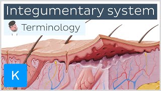 Integumentary system  Anatomical terminology for healthcare professionals  Kenhub [upl. by Weirick395]