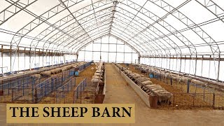 Our Sheep Barn Design and Layout Vlog 125 [upl. by Thornie]