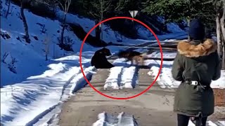 German Shepherd Attacks a Bear to Protect Its Owner [upl. by Adnirod715]