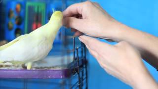 How to Get a Cockatiel Out of the Cage  Bird Care amp Training [upl. by Eberta]