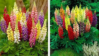 How to Plant Dwarf Lupins Summer Garden Guide [upl. by Drauode]