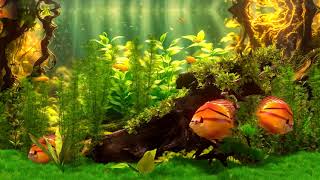 Mbuna Discus  Cross Breed Behind Glass Aquarium Simulator [upl. by Eiramanit]