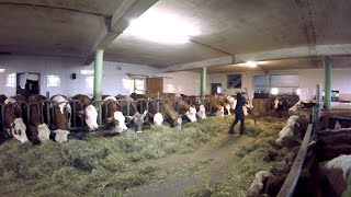 Feeding the Cows  Barn Work on a Small Dairy Farm [upl. by Einaffit]