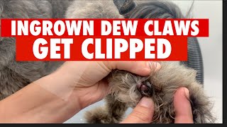 INGROWN DEW CLAWS EMBEDDED IN PAW PADS GET CLIPPED VIEWERS DISCRETION ADVISED [upl. by Suryt]