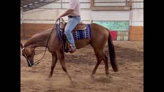 2019 AQHA IBHA ABRA Gelding WINNIES WILLY [upl. by Airemahs]