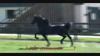 ARABO FRIESIAN Sporthorse 3 year old STALLION [upl. by Tripp]