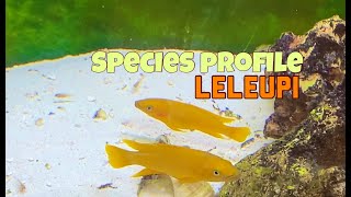 Species Profile  Neolamprologus Leleupi [upl. by Nnylf]