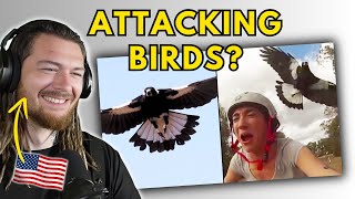 Swooping Magpies American Reacts to Ozzy Man Reviews MAGPIES [upl. by Gusba]