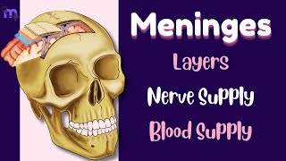 Meninges  Layers  Functions  Nerve amp Blood Supply  Clinical conditions  Anatomy  Animated [upl. by Nodanrb74]