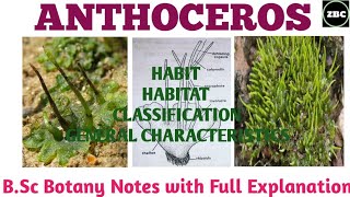 ANTHOCEROS Classification External and Internal StructureBsc botany Notes with Explanation ZBC [upl. by Ynhoj]