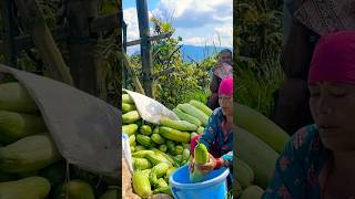 Local cucumber of ulleri kaski localvariety harvesting packging juicy agriculturefarming [upl. by Ary50]