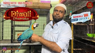 Diwali dhamaka offer tariq exotic pets mira road Mumbai birds exotic [upl. by Lewiss]