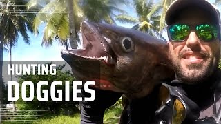 Hunting Doggies Dogtooth Tuna  Spearfishing in Caluya Islands Philippines  Solo shoredives [upl. by Aerdnat]