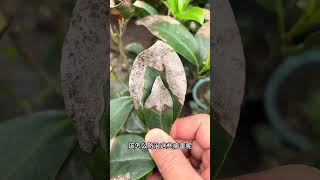 Teach you to identify camellia spots easily and learn some tips on growing camellia [upl. by Emor326]